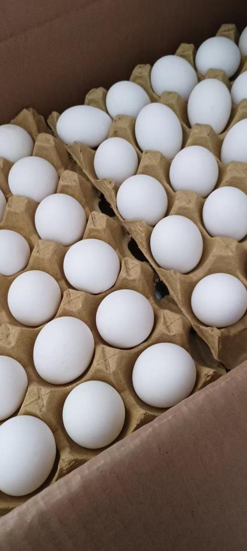 鸡场大量有33/35白蛋日产500件，大厂货源