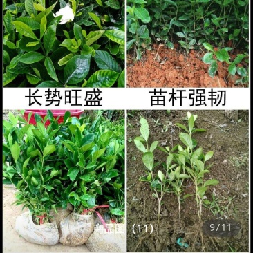 出售栀子花苗