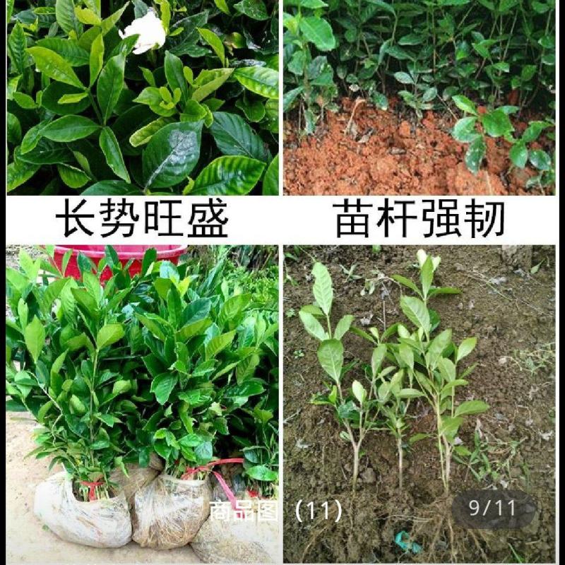 出售栀子花苗