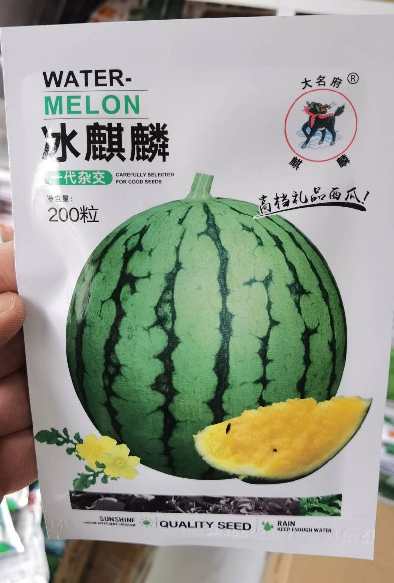 冰麒麟礼品西瓜种子绿皮黄瓤超小兰甜脆多汁迷你小圆西瓜种子