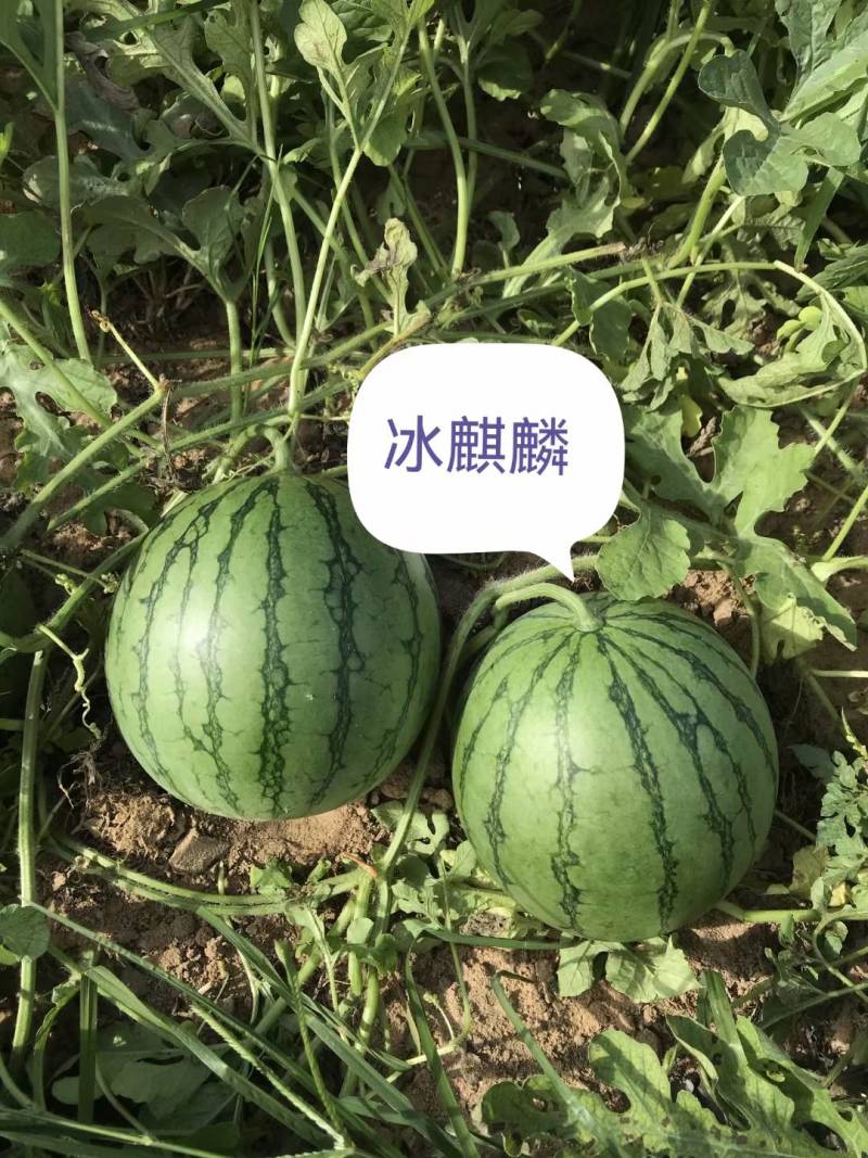 冰麒麟礼品西瓜种子绿皮黄瓤超小兰甜脆多汁迷你小圆西瓜种子