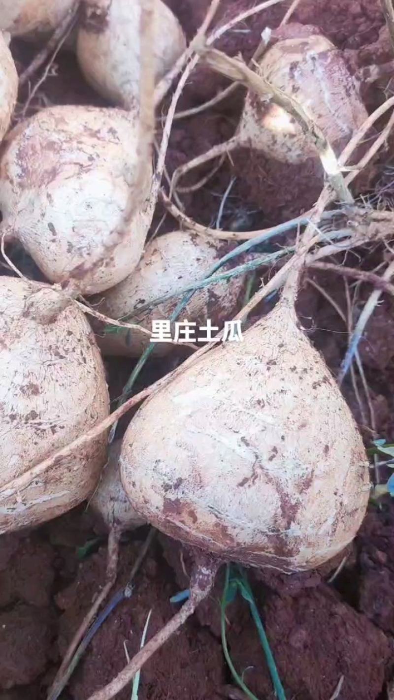 里庄土瓜