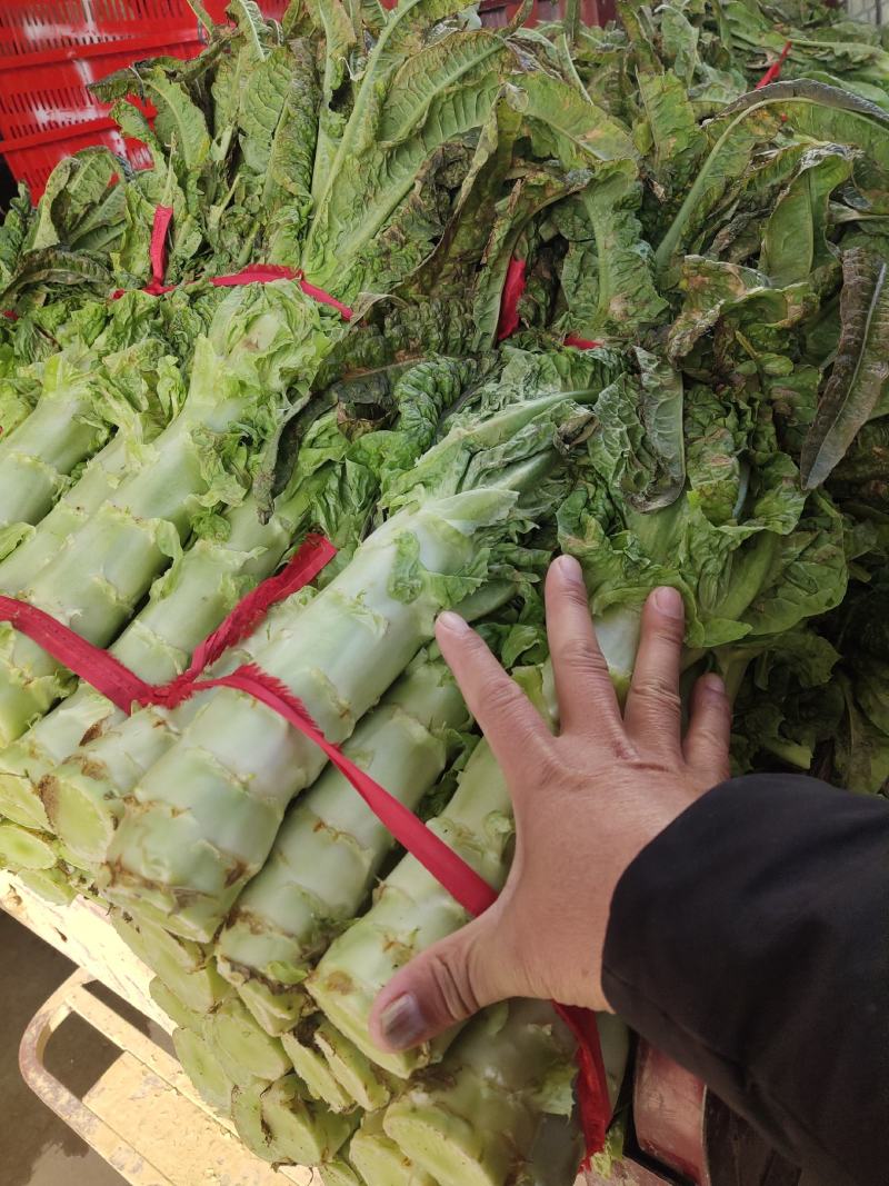 莴苣大量上市中欢迎来人来电联糸有专业工人质量保证