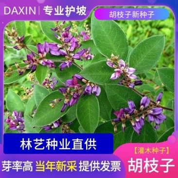 新采胡枝子种子林木随军茶护坡灌木绿植绿化花卉园艺绿肥