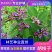 新采胡枝子种子林木随军茶护坡灌木绿植绿化花卉园艺绿肥