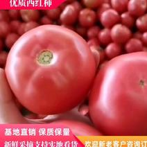 云南西红柿硬粉西红柿，产地直发，货源稳定供应全国市场