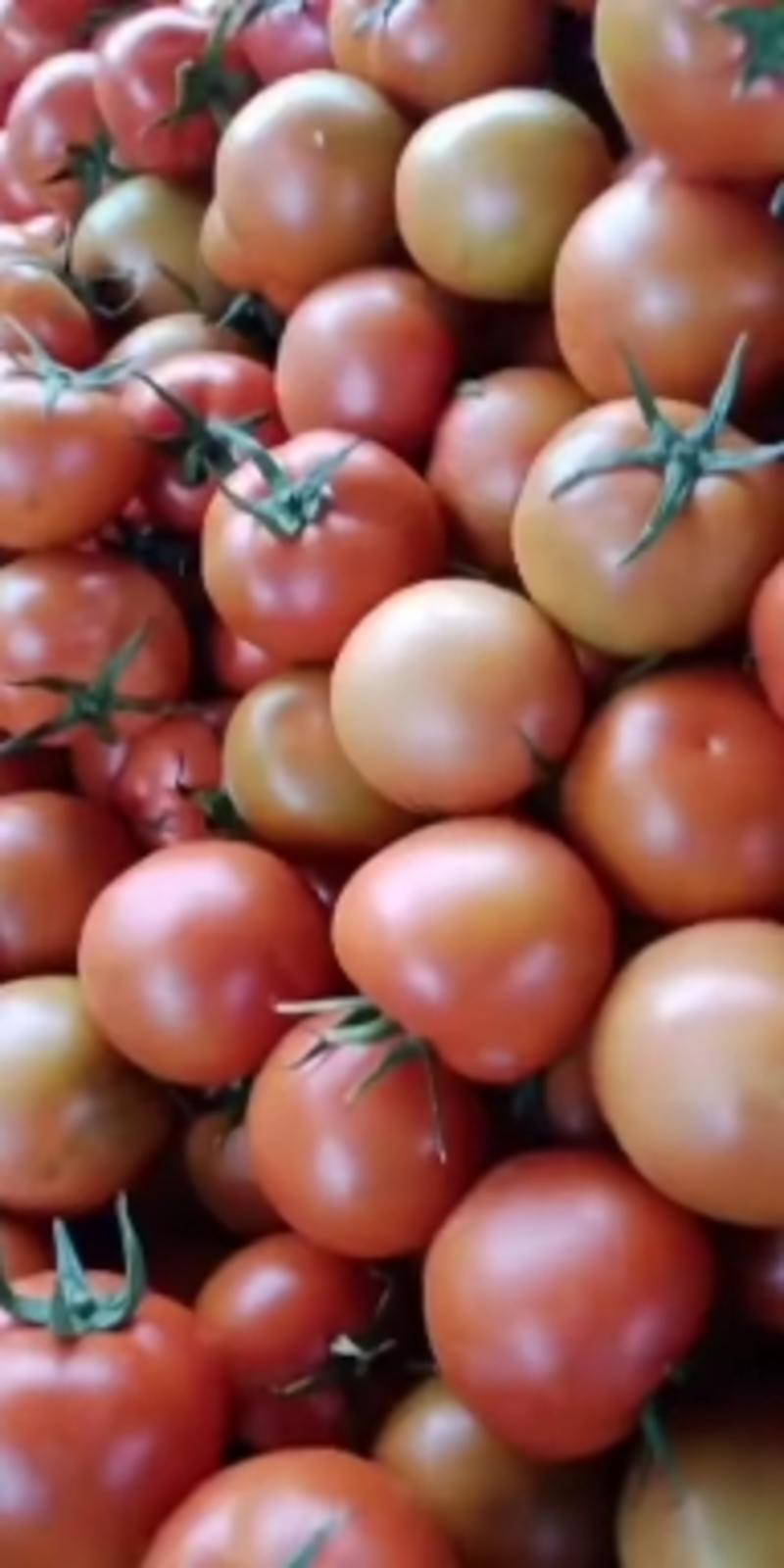 云南西红柿大红西红柿，产地直发，货源稳定供应全国市场