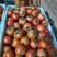 云南西红柿大红西红柿，产地直发，货源稳定供应全国市场