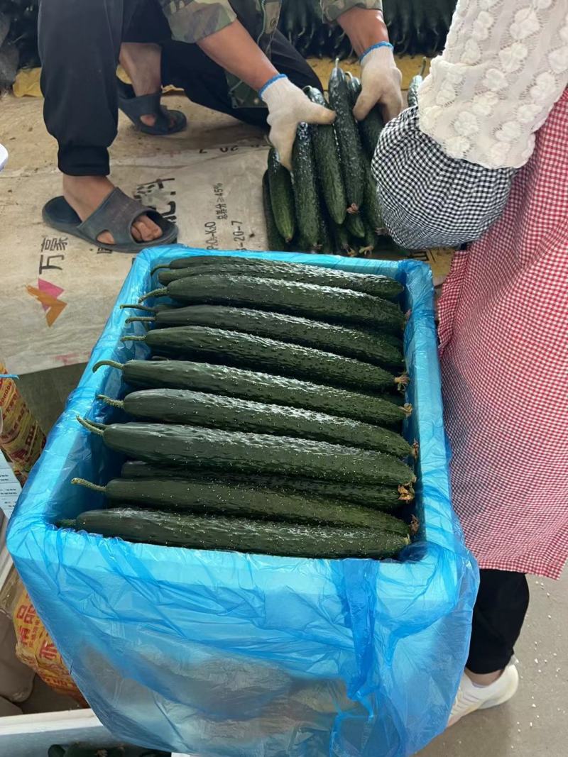 云南黄瓜顶花带刺黄瓜，产地直发，货源稳定供应全国市场