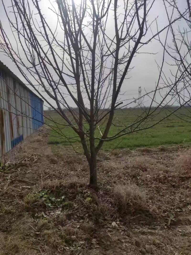 10公分杏树