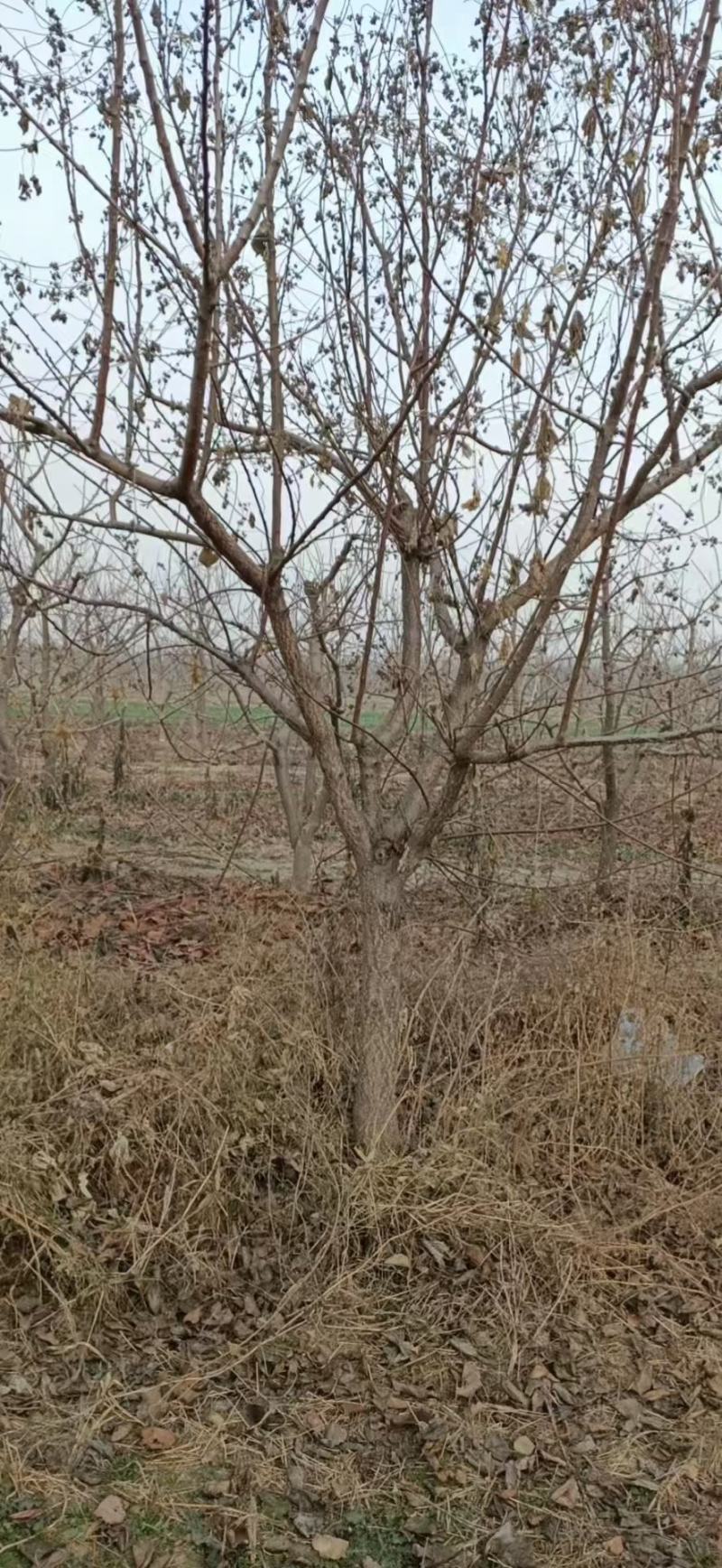 10公分杏树