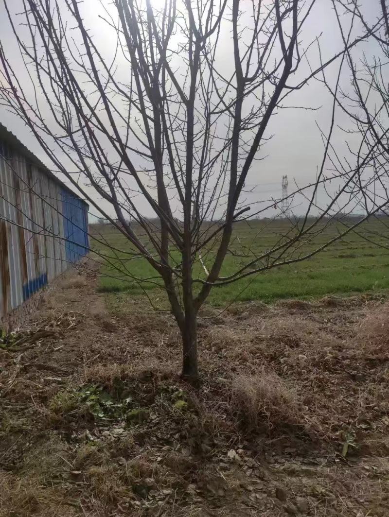 10公分杏树