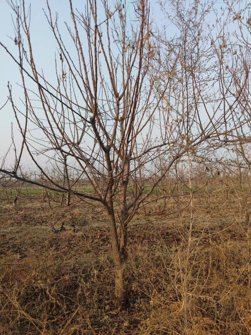 10公分杏树