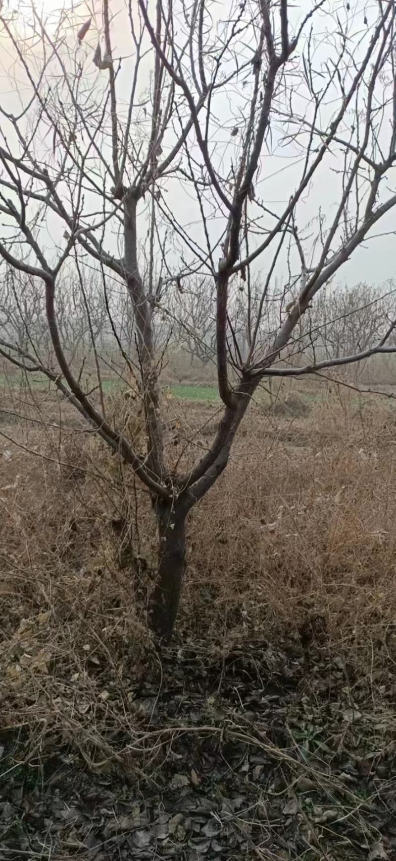 10公分杏树