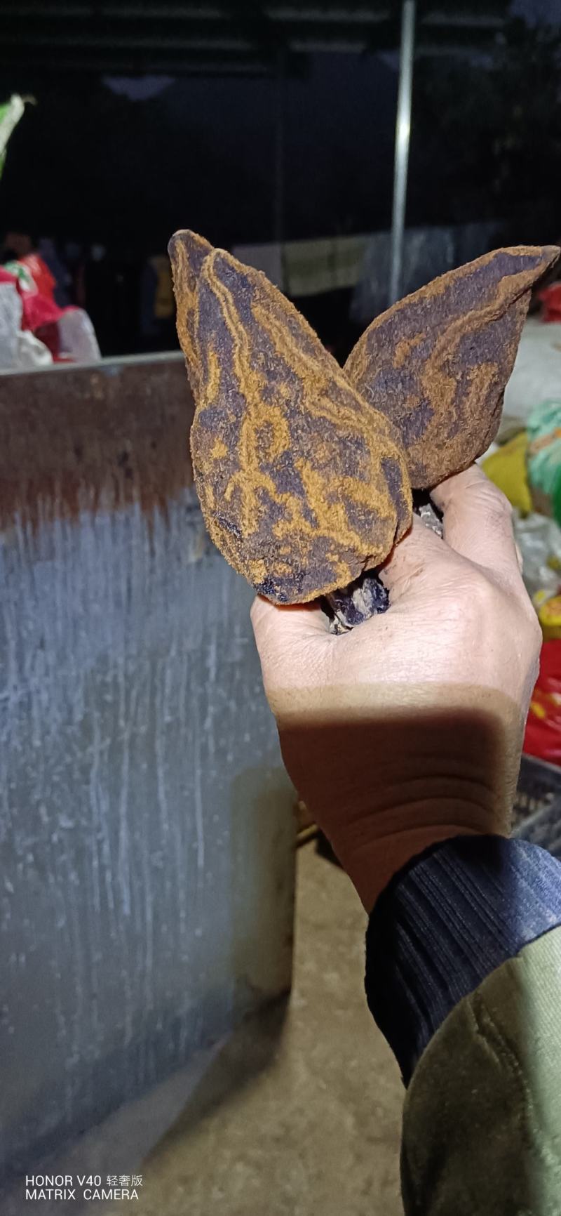 贵州名贵中药材，无流，回春草，顶天柱，野生中药材