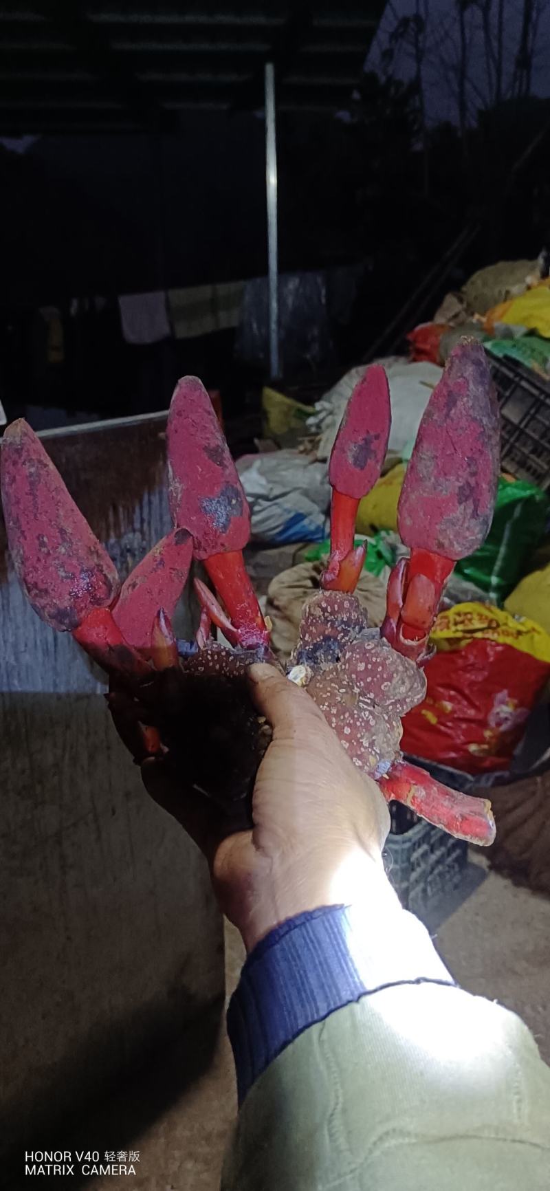 贵州名贵中药材，无流，回春草，顶天柱，野生中药材