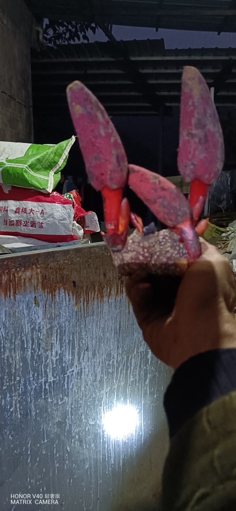 贵州名贵中药材，无流，回春草，顶天柱，野生中药材