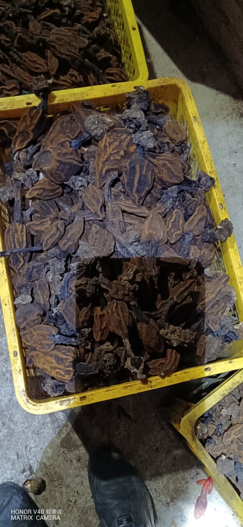 贵州名贵中药材，无流，回春草，顶天柱，野生中药材