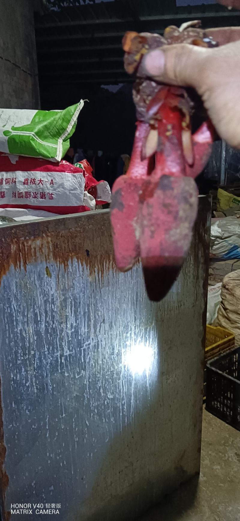 贵州名贵中药材，无流，回春草，顶天柱，野生中药材