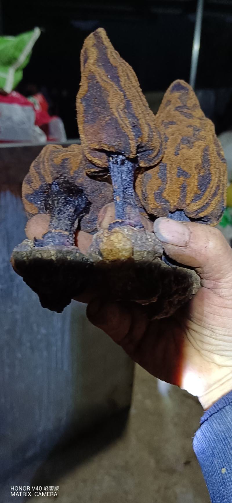 贵州名贵中药材，无流，回春草，顶天柱，野生中药材