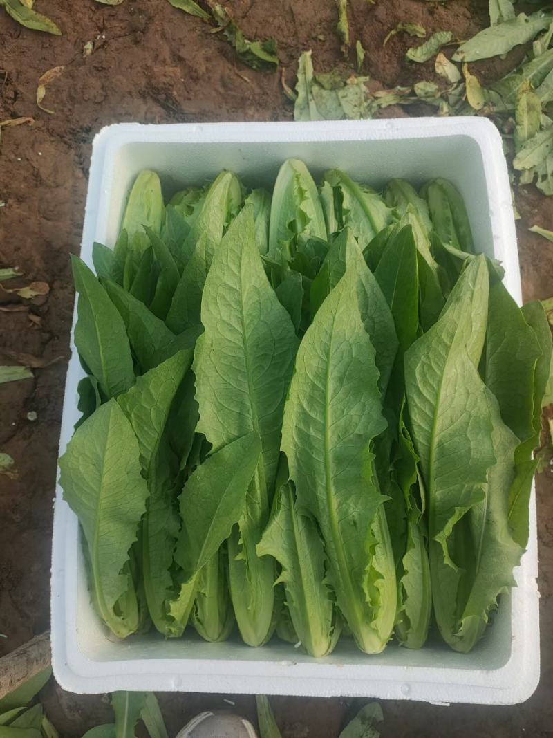 河北邯郸精品油麦菜，大量的货，诚信经营，欢迎实地考察