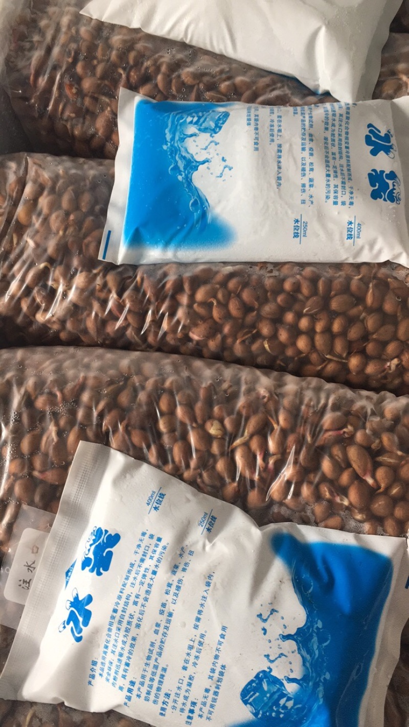 山桃种子山桃芽山桃核春季是沙藏好的