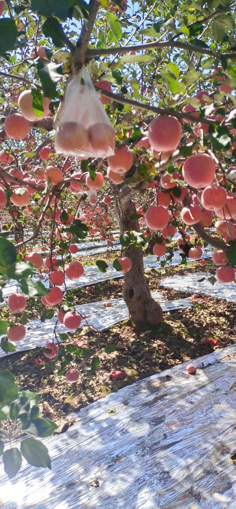 陕西红富士苹果