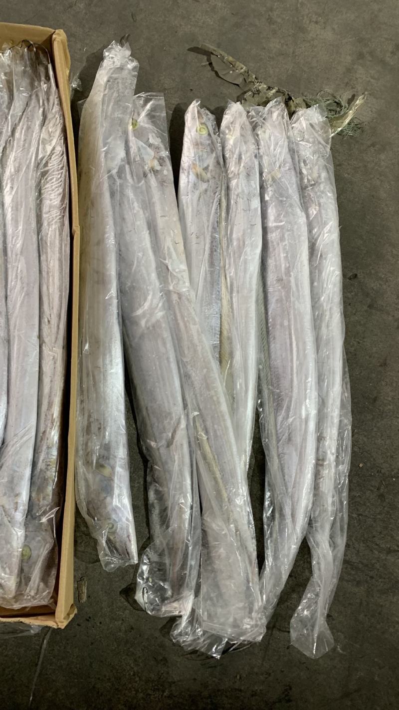 伊朗钓带批发带鱼批发刀鱼批发一手货源