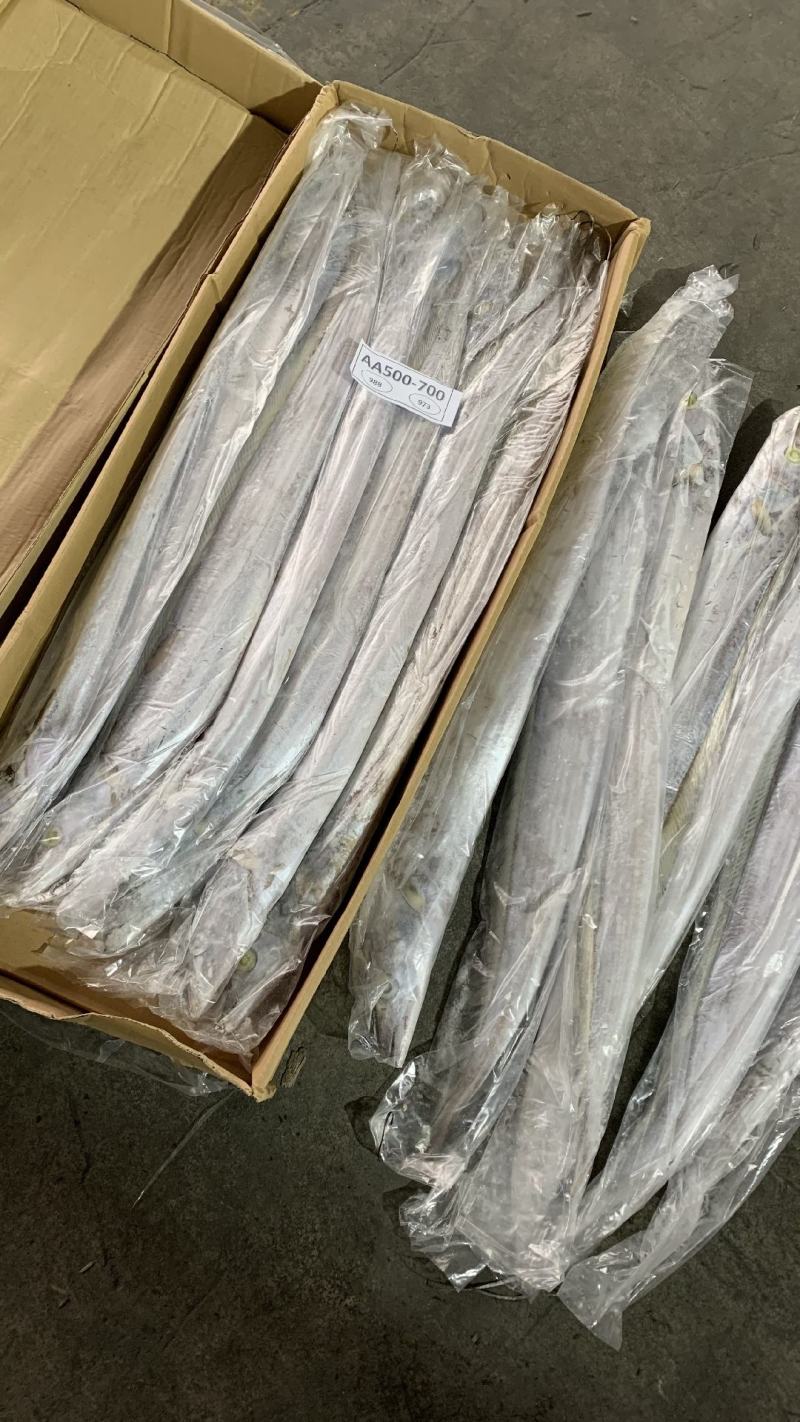 伊朗钓带批发带鱼批发刀鱼批发一手货源