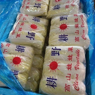 精品娃娃菜，河北娃娃菜质量好个头均匀代发全国欢迎来电