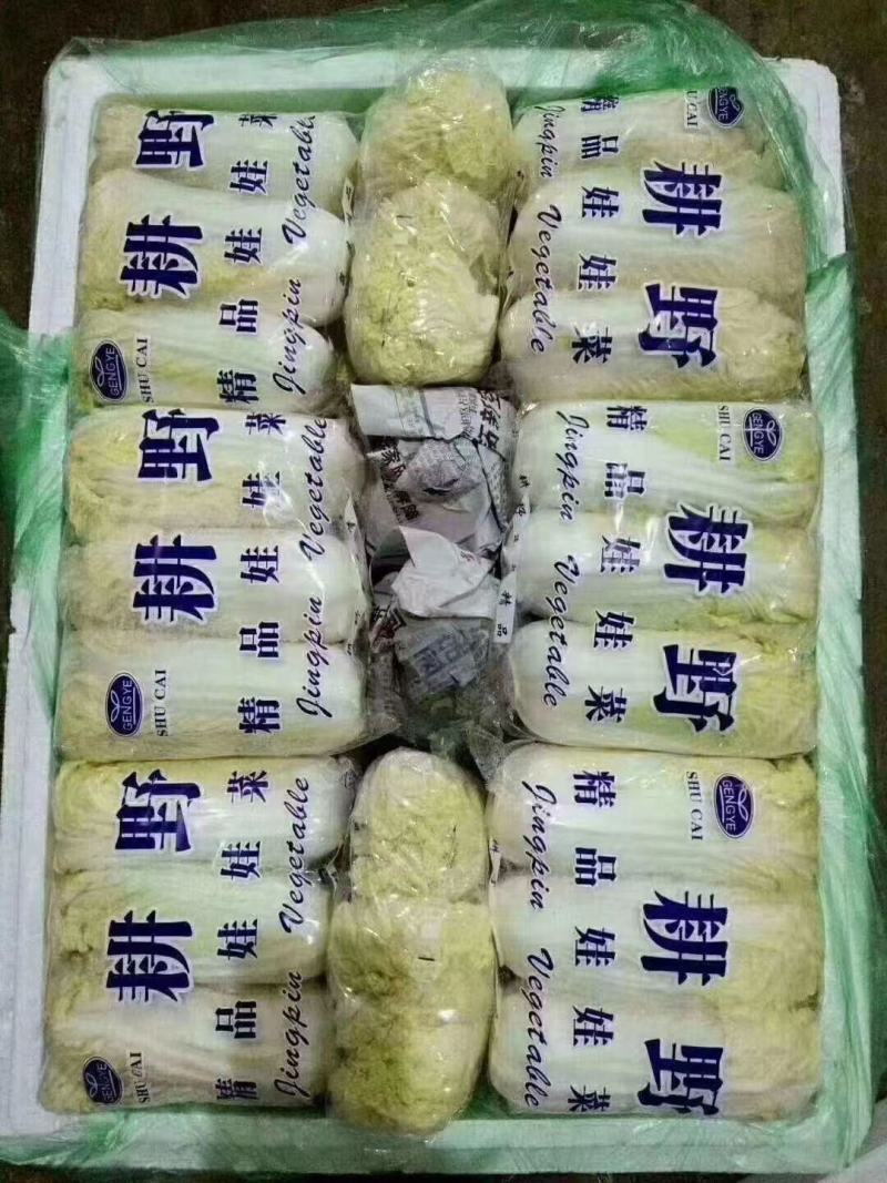 精品娃娃菜，河北娃娃菜质量好个头均匀代发全国欢迎来电