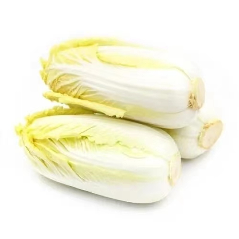 精品娃娃菜，河北娃娃菜质量好个头均匀代发全国欢迎来电