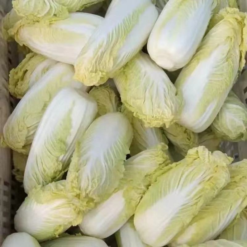 精品娃娃菜，河北娃娃菜质量好个头均匀代发全国欢迎来电