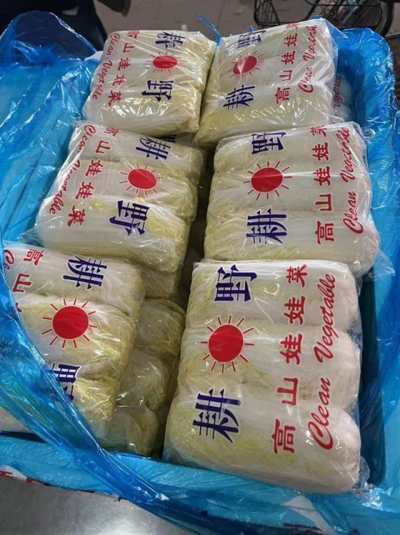 精品娃娃菜，河北娃娃菜质量好个头均匀代发全国欢迎来电