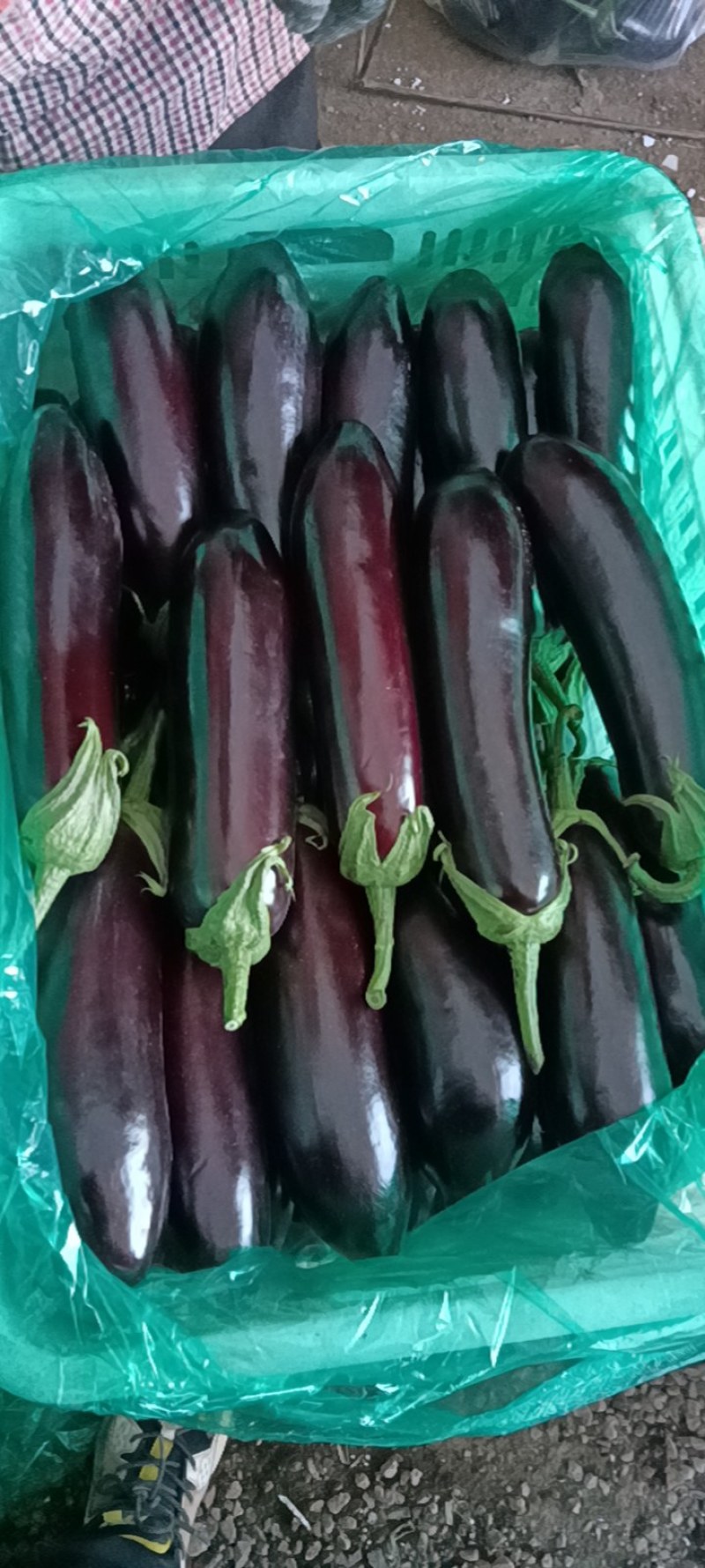 765长茄，产地直供，