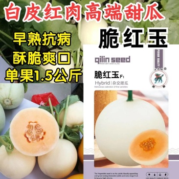 白皮红肉甜瓜种子脆红玉杂交早熟抗病红瓤酥脆香瓜甜瓜种子