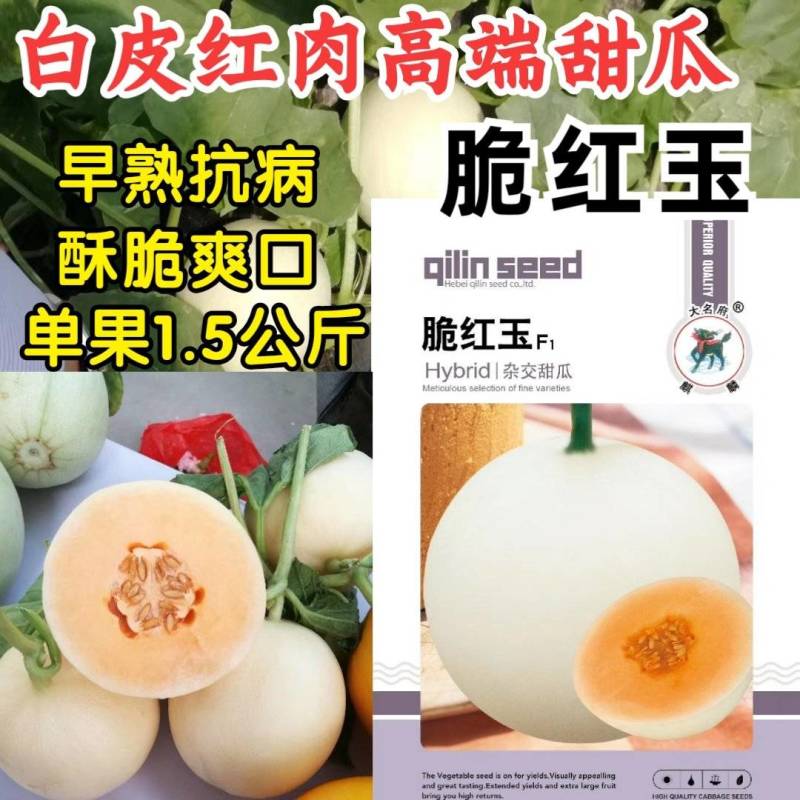 白皮红肉甜瓜种子脆红玉杂交早熟抗病红瓤酥脆香瓜甜瓜种子