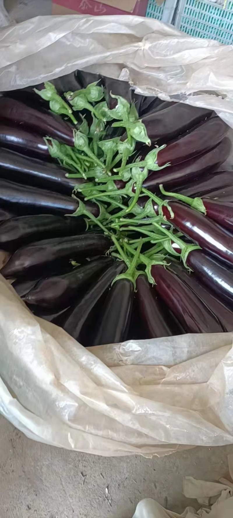 765长茄，产地直供，