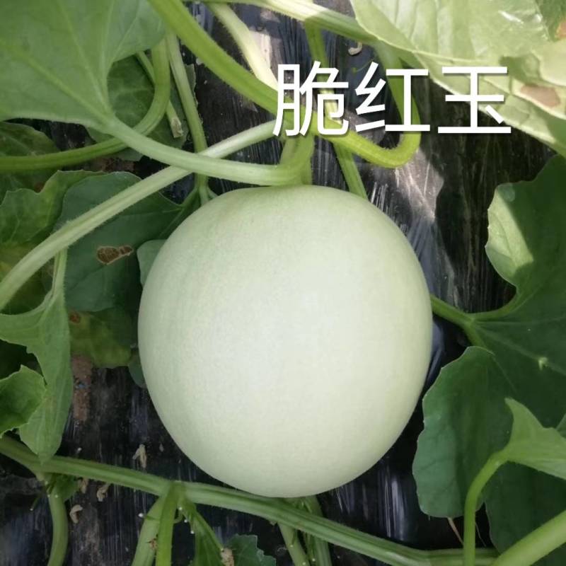 白皮红肉甜瓜种子脆红玉杂交早熟抗病红瓤酥脆香瓜甜瓜种子