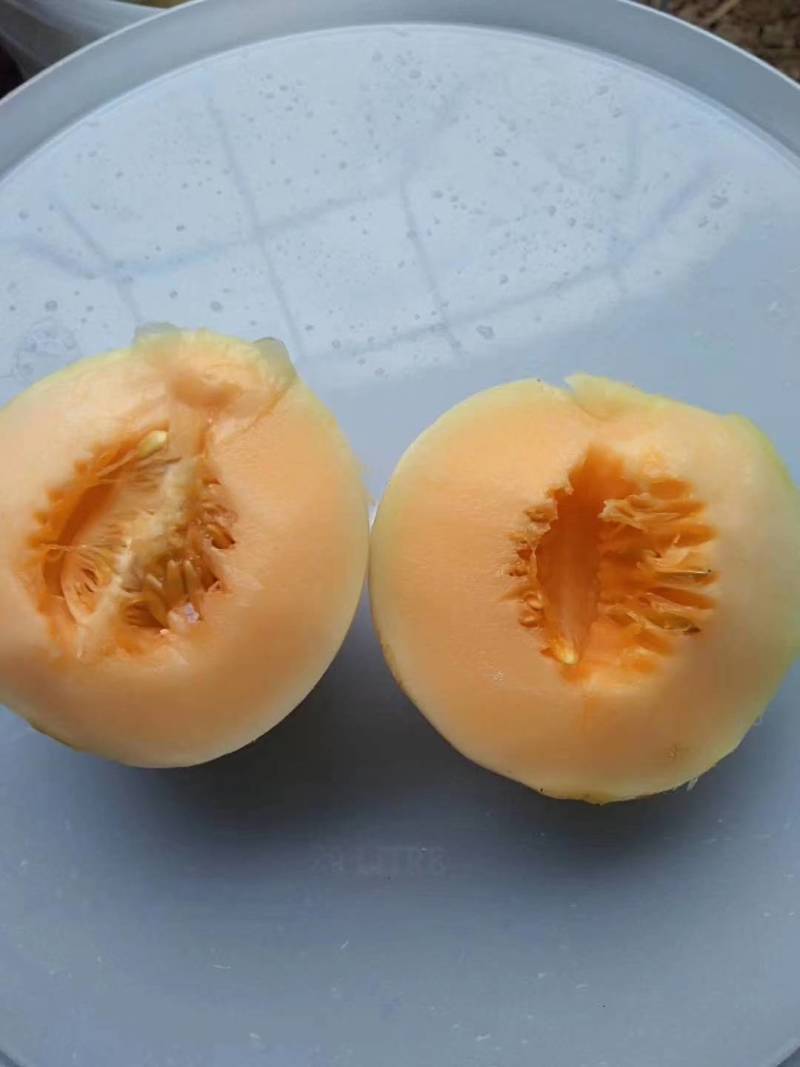 白皮红肉甜瓜种子脆红玉杂交早熟抗病红瓤酥脆香瓜甜瓜种子