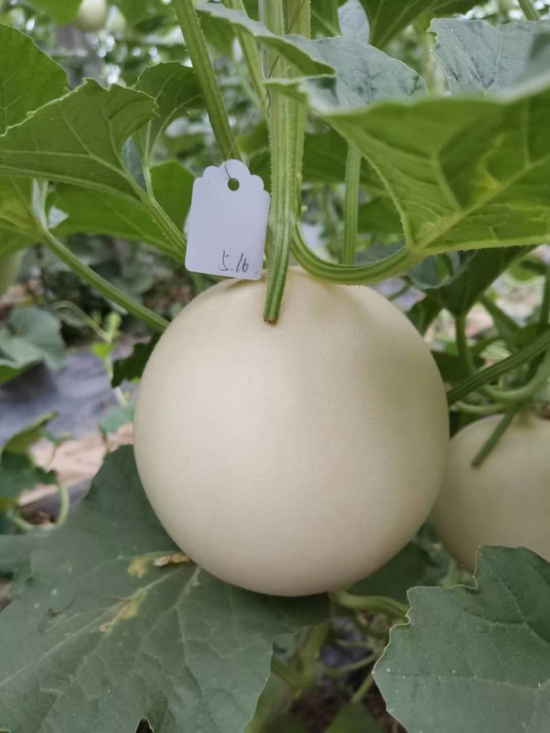 白皮红肉甜瓜种子脆红玉杂交早熟抗病红瓤酥脆香瓜甜瓜种子