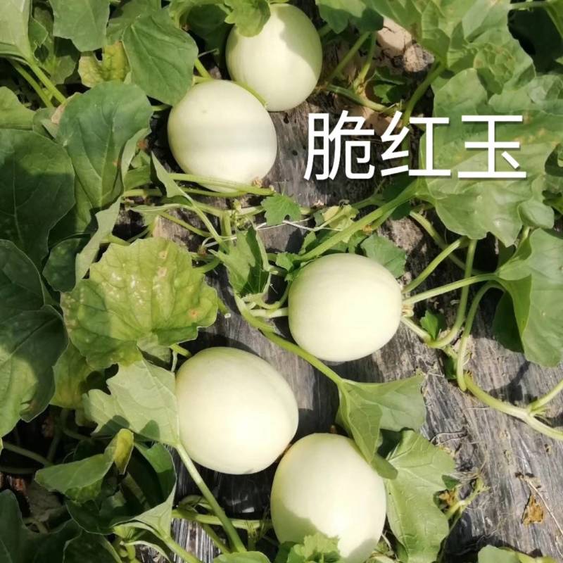 白皮红肉甜瓜种子脆红玉杂交早熟抗病红瓤酥脆香瓜甜瓜种子