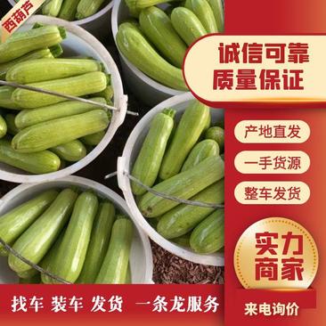 云南精品西葫芦，产地直采直销，保质保量供应全国市场