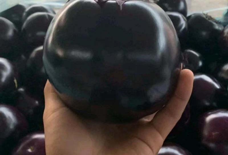 精品紫光圆茄，色泽均匀产地一手货源大量有货供应全国