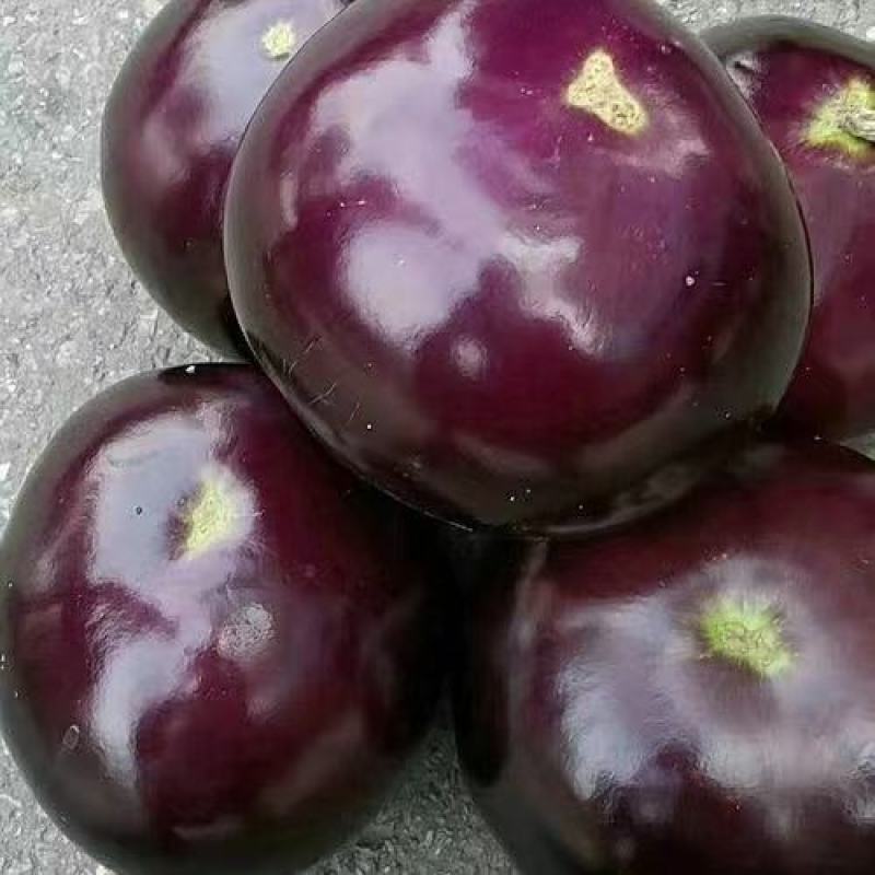 精品紫光圆茄，色泽均匀产地一手货源大量有货供应全国