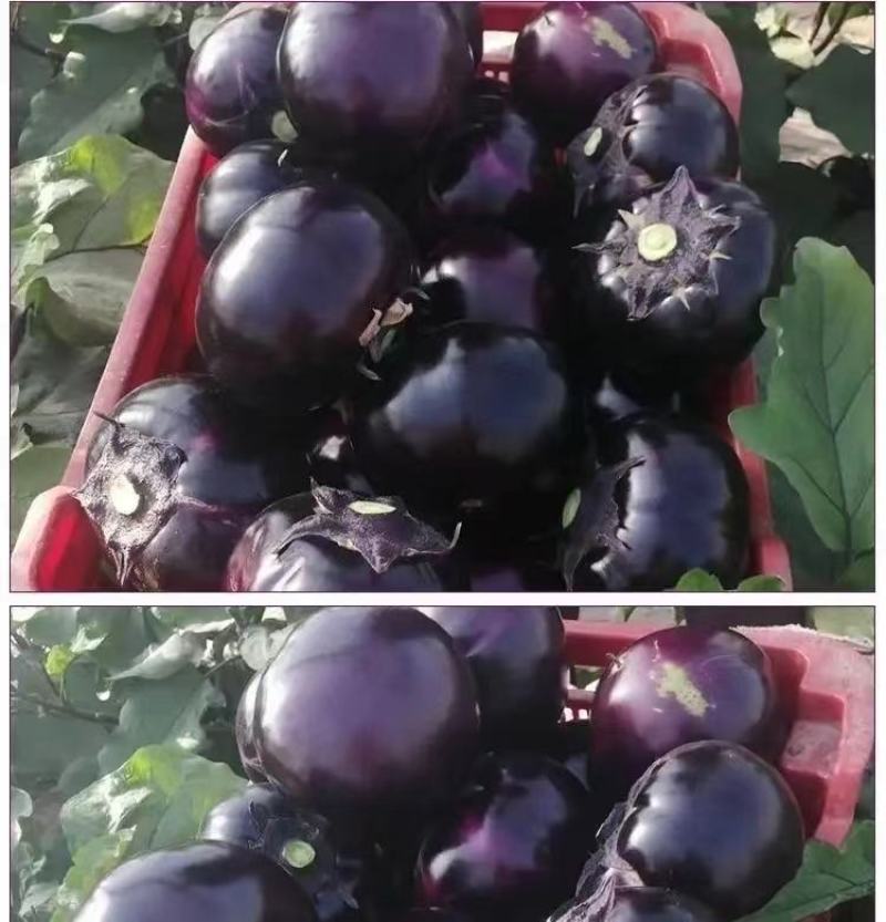 精品紫光圆茄，色泽均匀产地一手货源大量有货供应全国