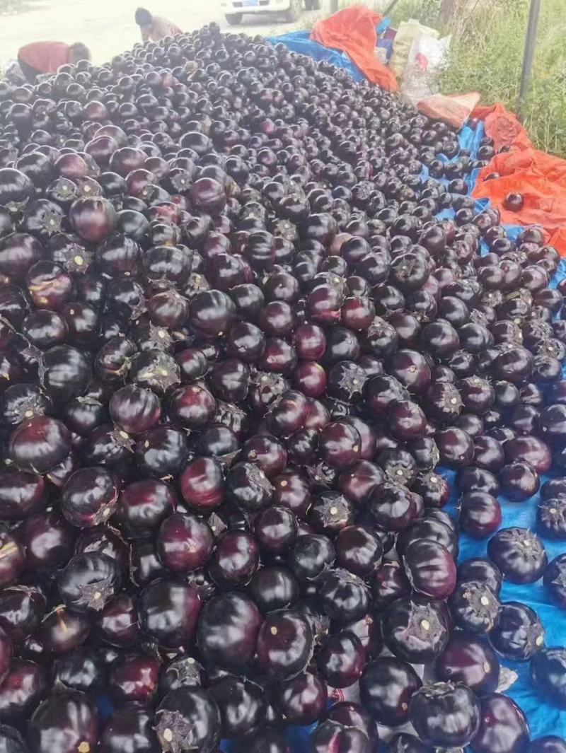 精品紫光圆茄，色泽均匀产地一手货源大量有货供应全国