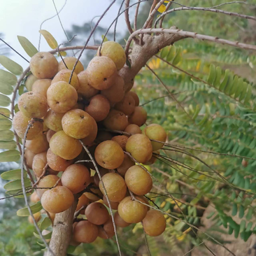 粉甘，大甜甘，小甜甘，柴甘牛甘果油甘果