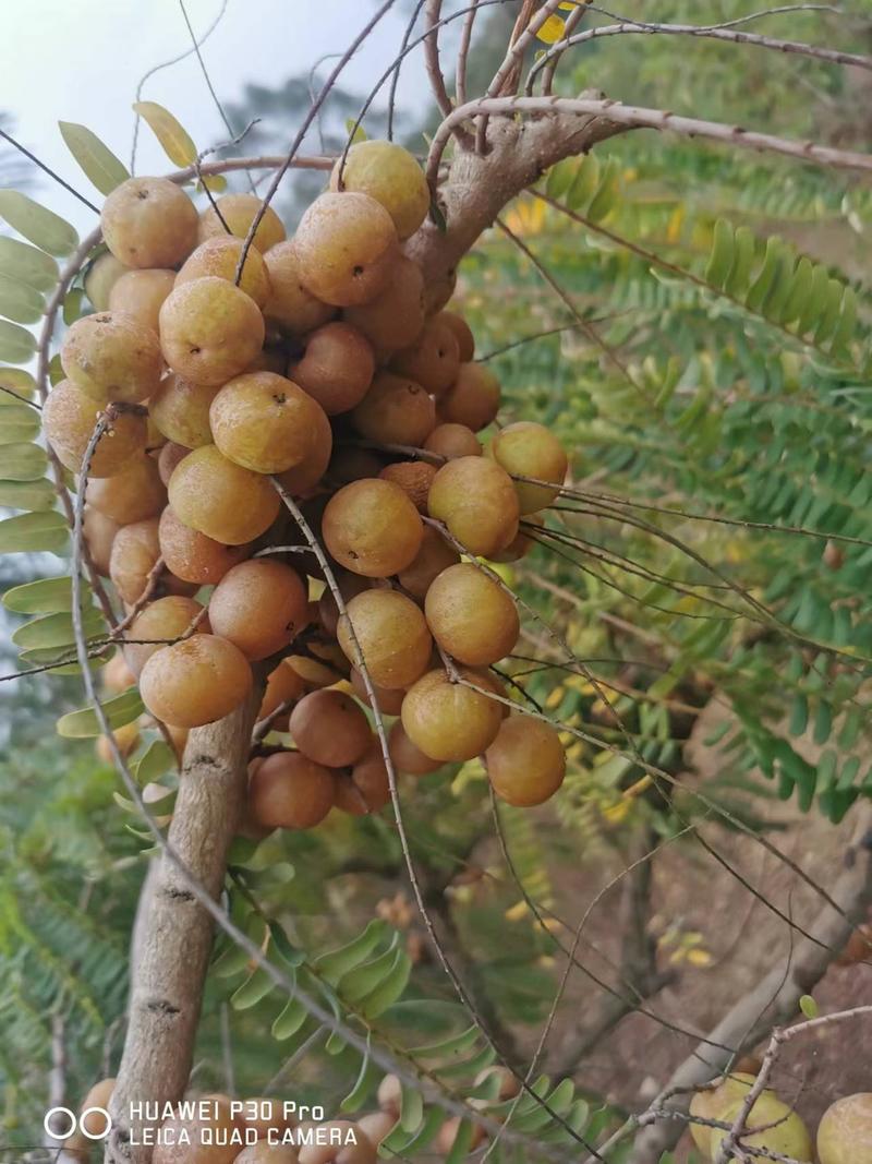 粉甘，大甜甘，小甜甘，柴甘牛甘果油甘果