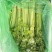 河北芹菜，东方红香芹，大量现货供应诚信经营保质保量